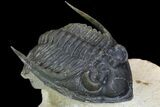 Zlichovaspis Trilobite - Atchana, Morocco #98632-5